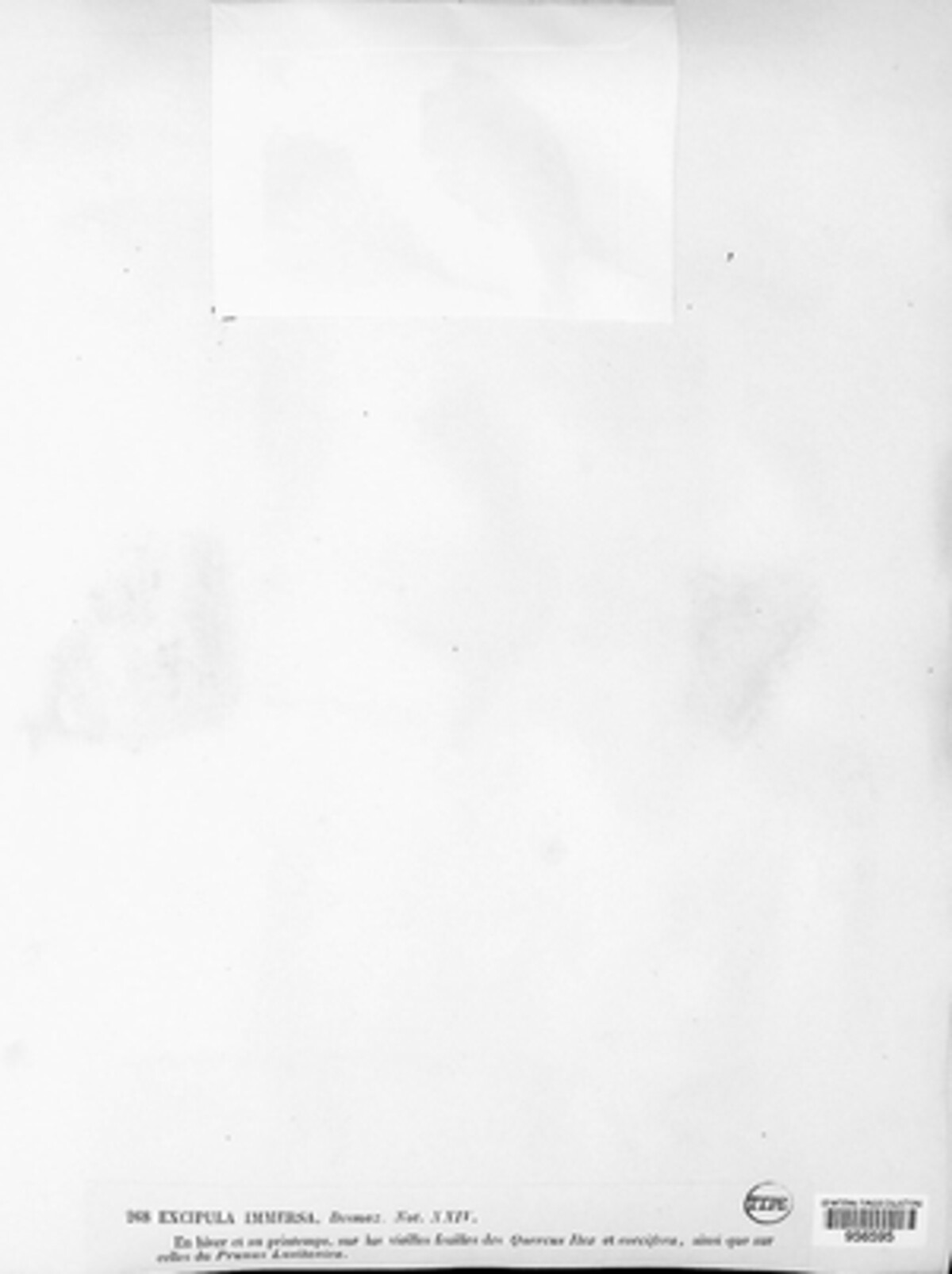 Vermiculariopsiellaceae image
